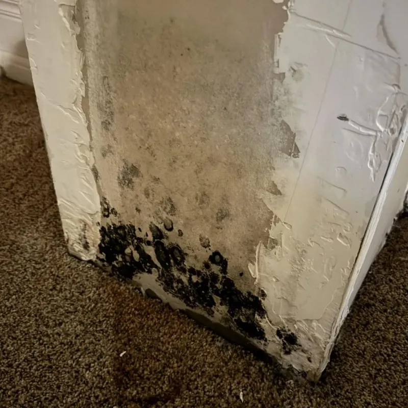 Professional Mold Removal in Dade City, FL